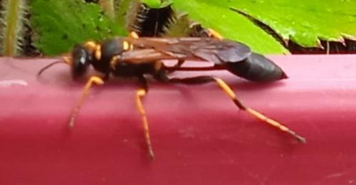 Sceliphron caementarium
